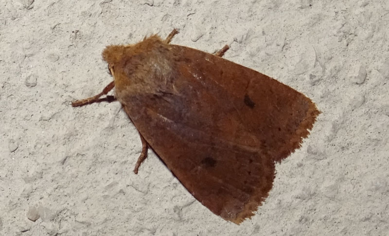 Conistra vaccinii - Noctuidae